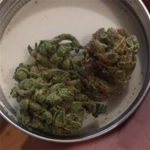 Cookie Jar Weed Strain Information 