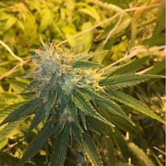 User uploaded image of Cookie Monster