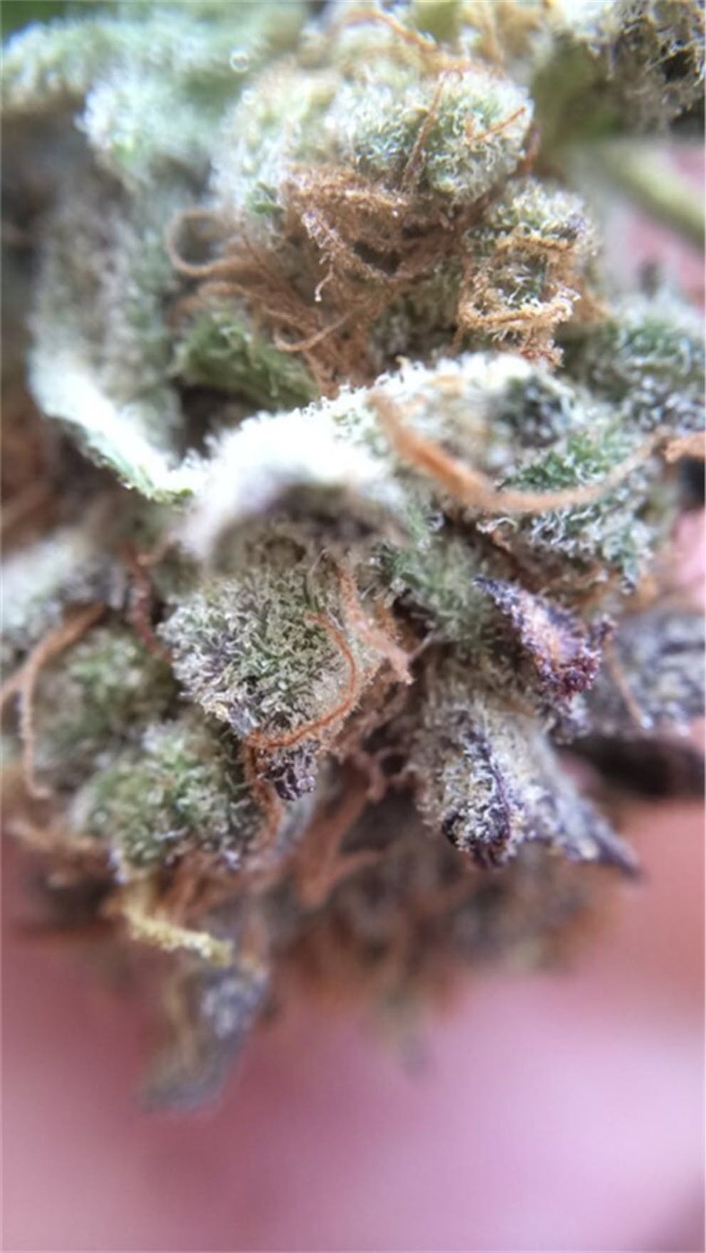 Photos of Cookie Monster Weed Strain Buds Leafly