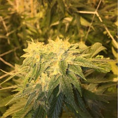 User uploaded image of Cookie Monster