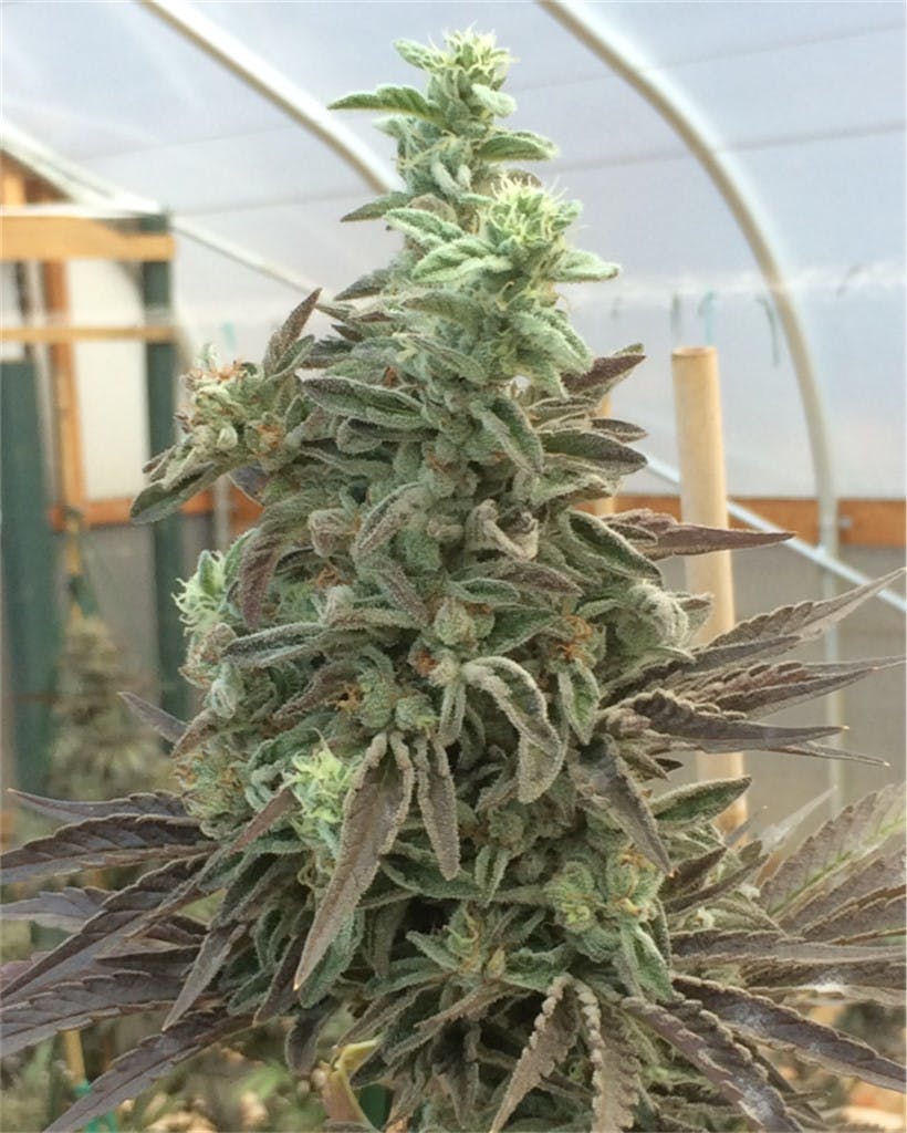 Cookie Wreck aka GSC Wreck, Cookie Trainwreck, GSC Trainwreck Weed