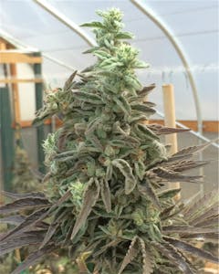 User uploaded image of Cookie Wreck