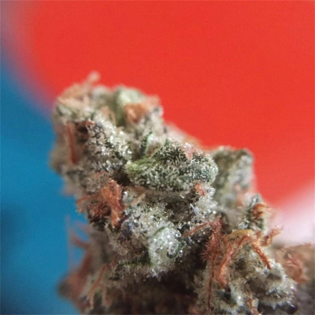 Cookie Wreck aka GSC Wreck, Cookie Trainwreck, GSC Trainwreck Weed