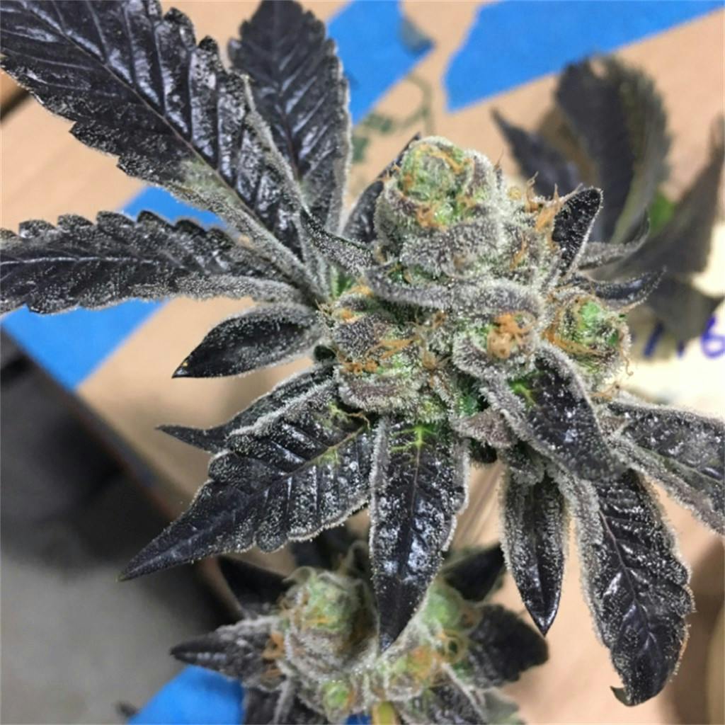 Photos of Cookies and Cream Weed Strain Buds Leafly