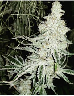 User uploaded image of Cookies and Cream