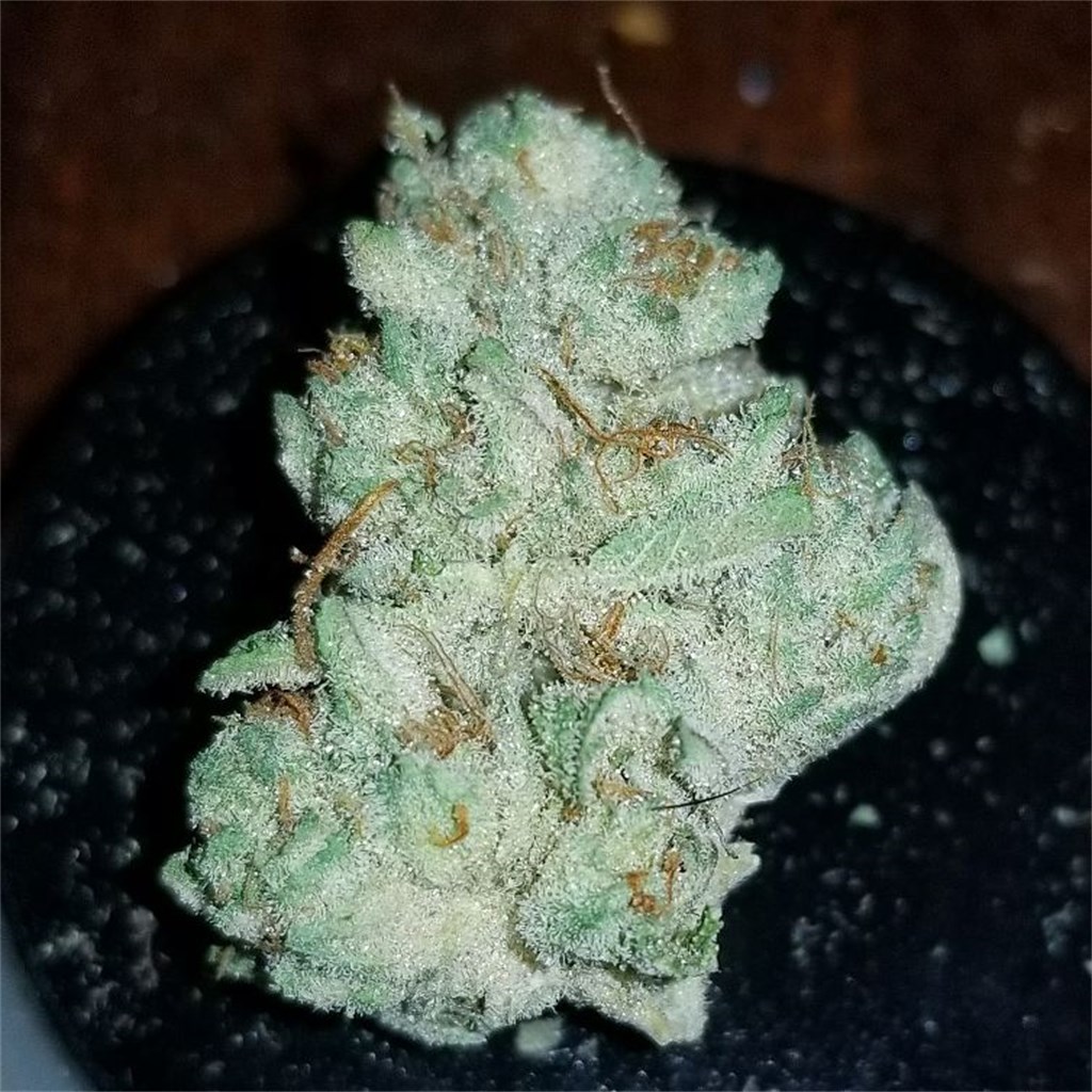 Ice Cream Cake - LIMITED TIME ONLY! - IE 420 Supply
