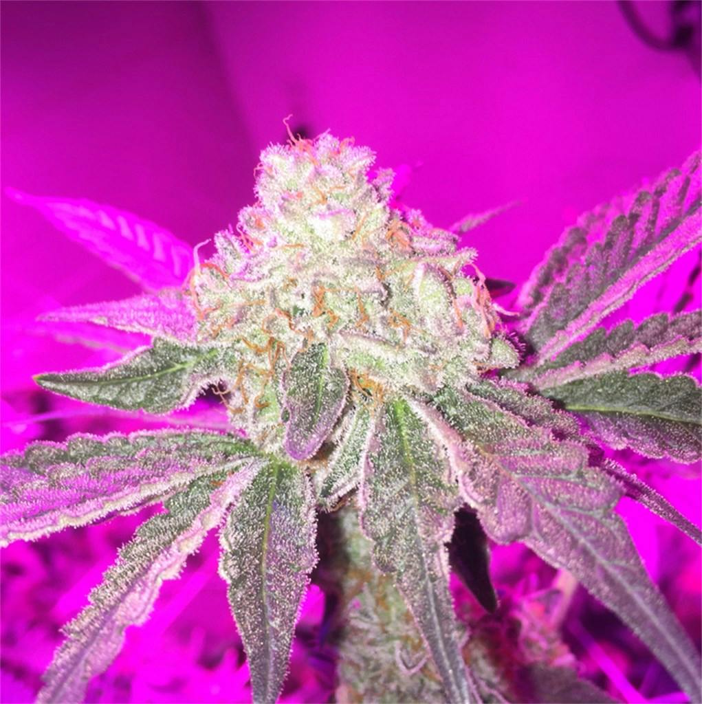 Photos of Cookies and Cream Weed Strain Buds Leafly