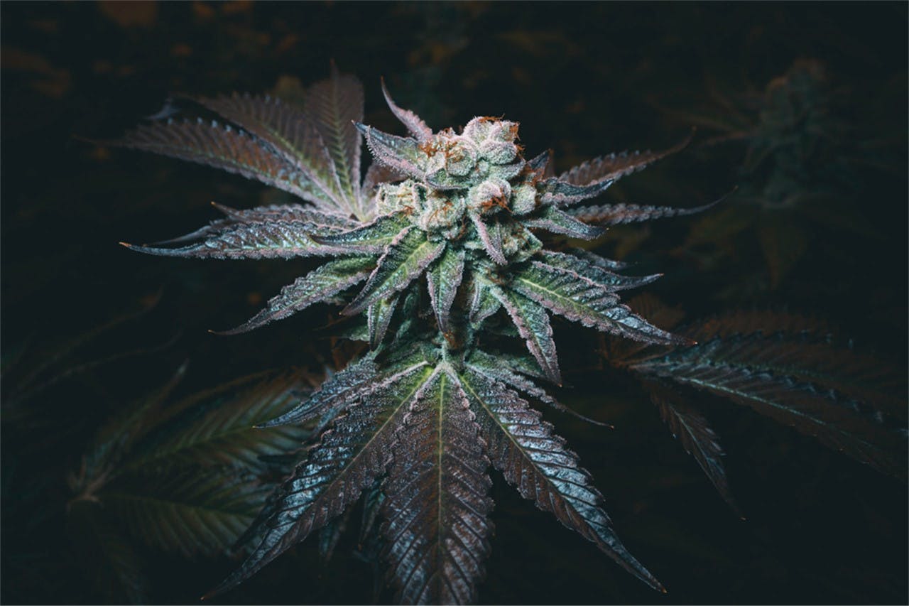 Photos of Cookies and Cream Weed Strain Buds Leafly