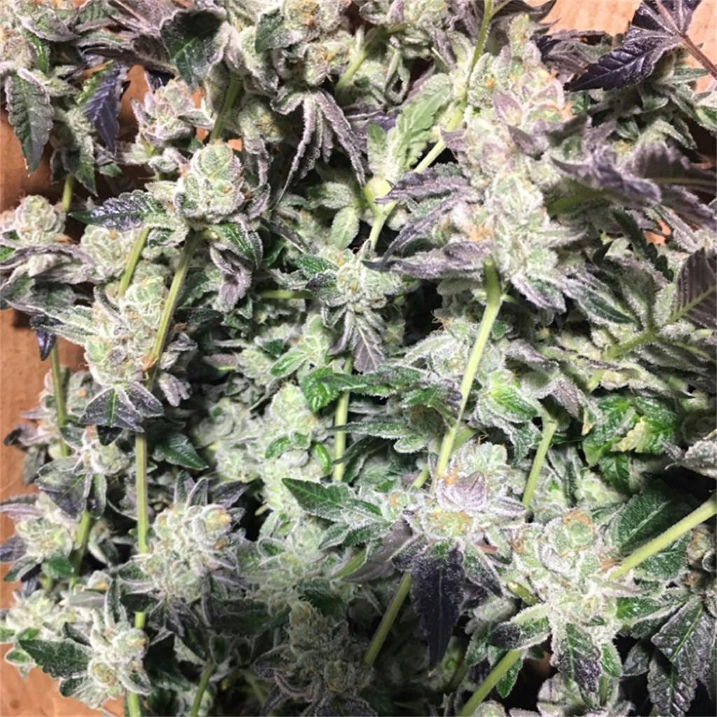 Photos of Cookies and Cream Weed Strain Buds Leafly