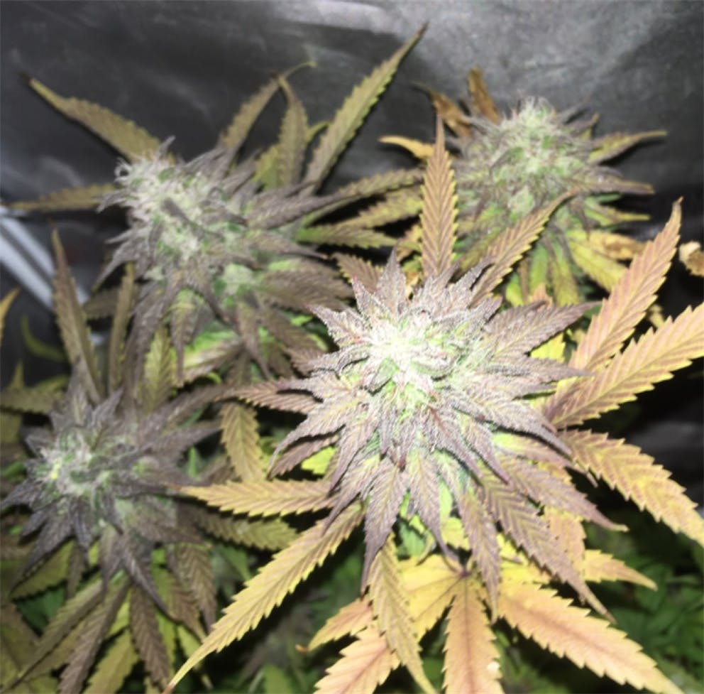 Photos of Cookies Kush Weed Strain Buds Leafly