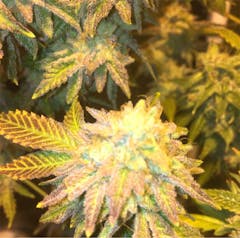 User uploaded image of Cookies Kush