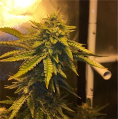User uploaded image of Cookies Kush