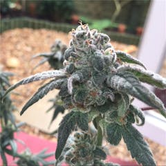 User uploaded image of Cookies Kush