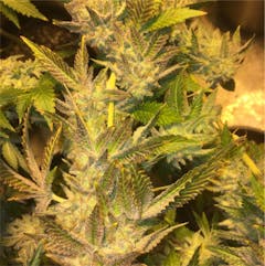 User uploaded image of Cookies Kush