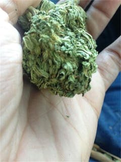 User uploaded image of Copper Kush