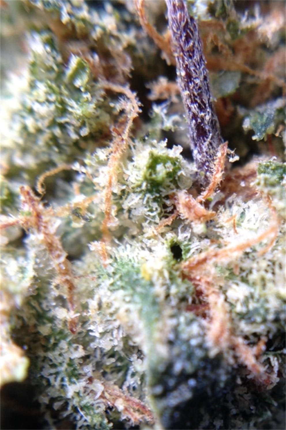 Photos of Cornbread Weed Strain Buds Leafly