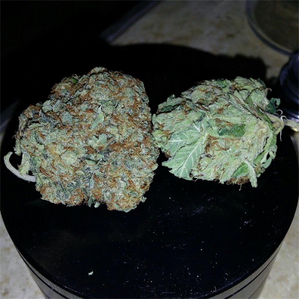 Photos of Cornbread Weed Strain Buds Leafly
