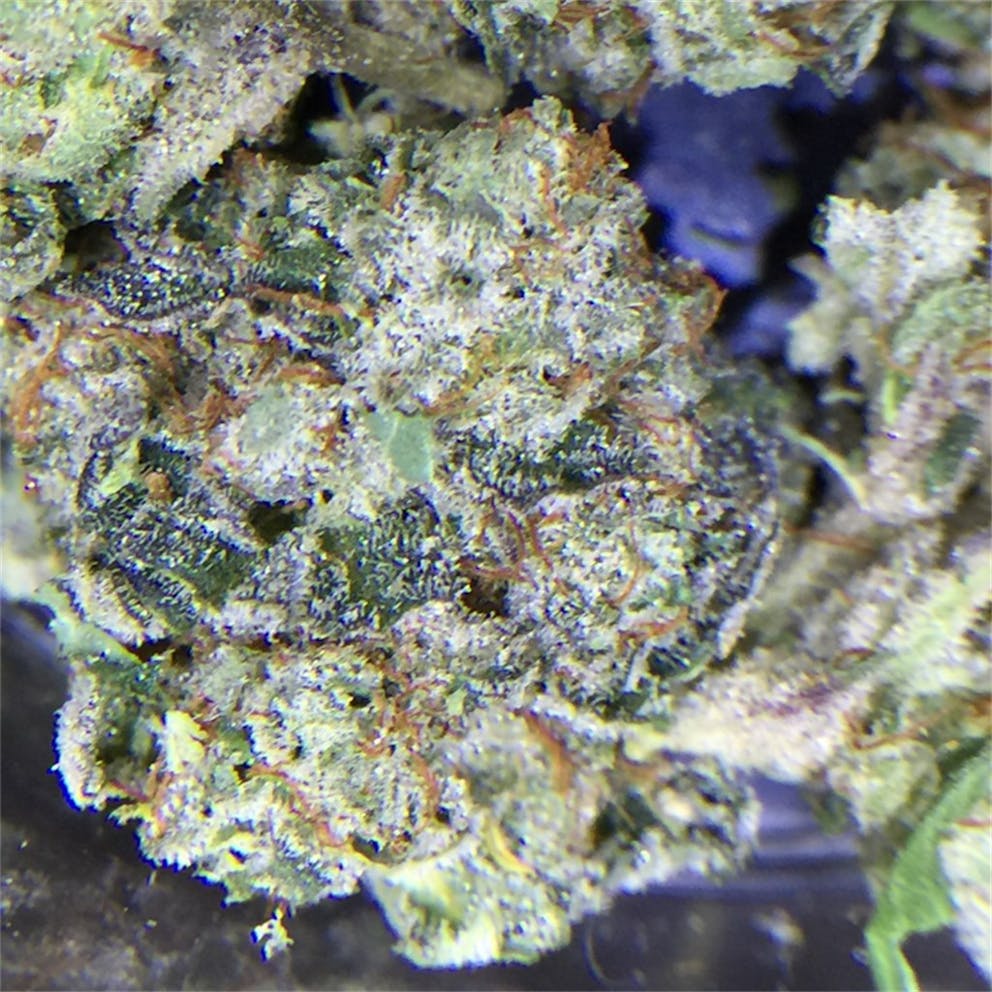 Photos of Cornbread Weed Strain Buds Leafly