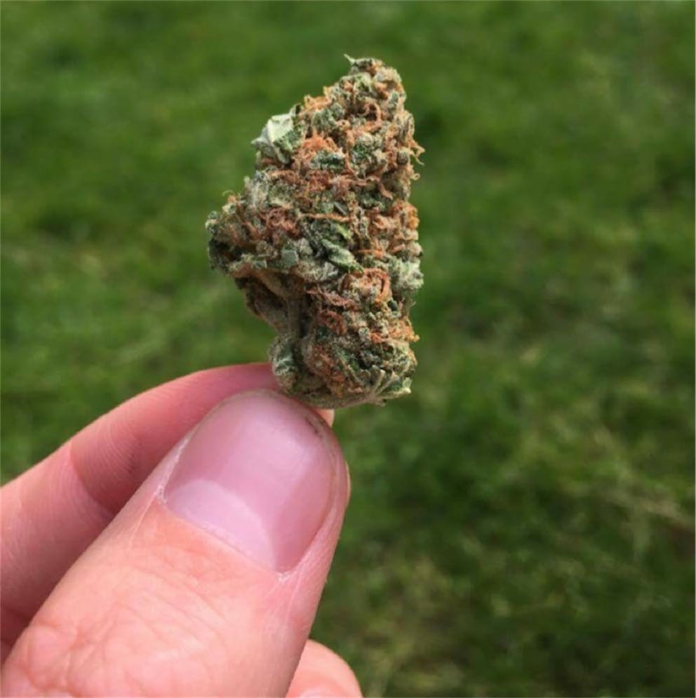 Photos of Cotton Candy Weed Strain Buds Leafly