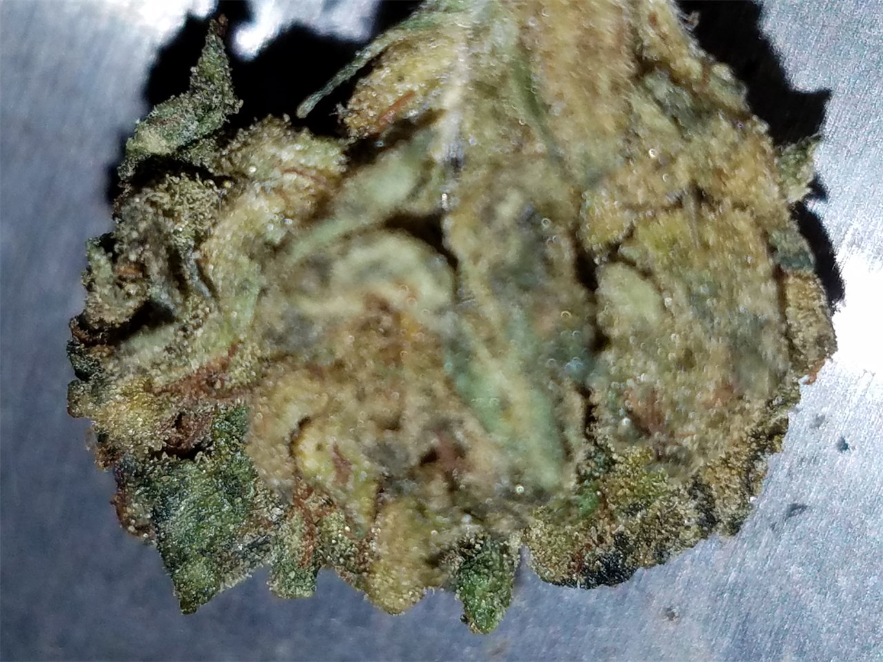 cotton candy bubble gum strain cotton candy bubble gum strain