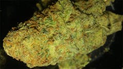 User uploaded image of Cotton Candy