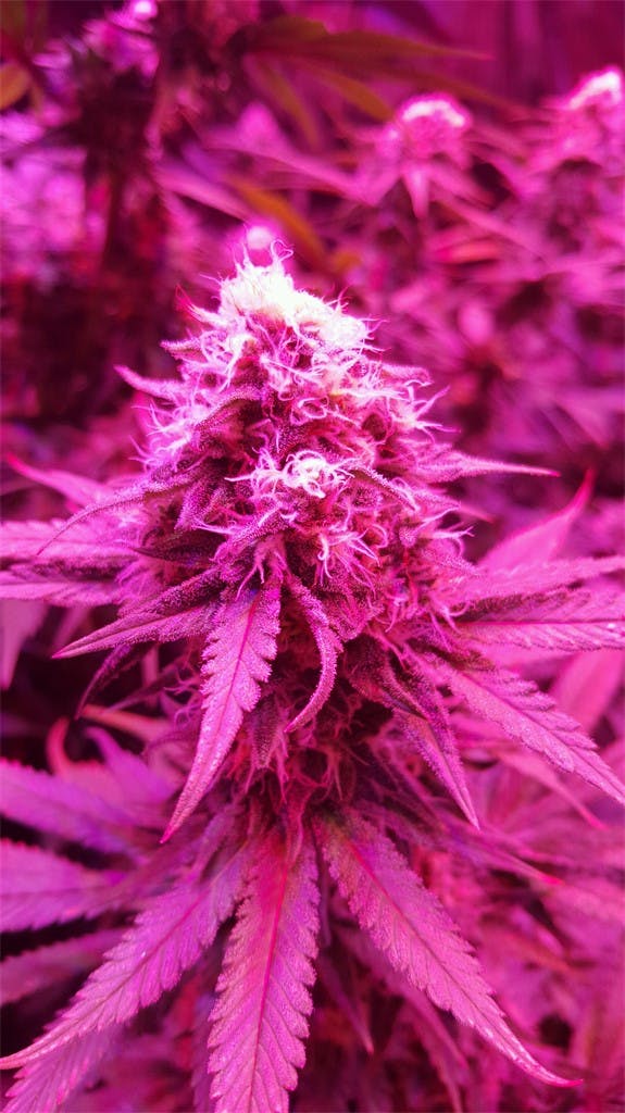 Photos of Cotton Candy Weed Strain Buds Leafly