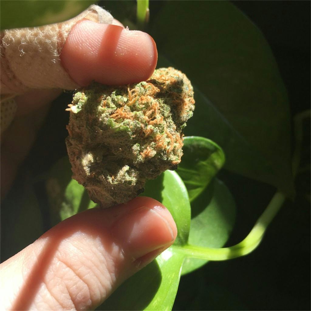 Photos of Cotton Candy Weed Strain Buds Leafly