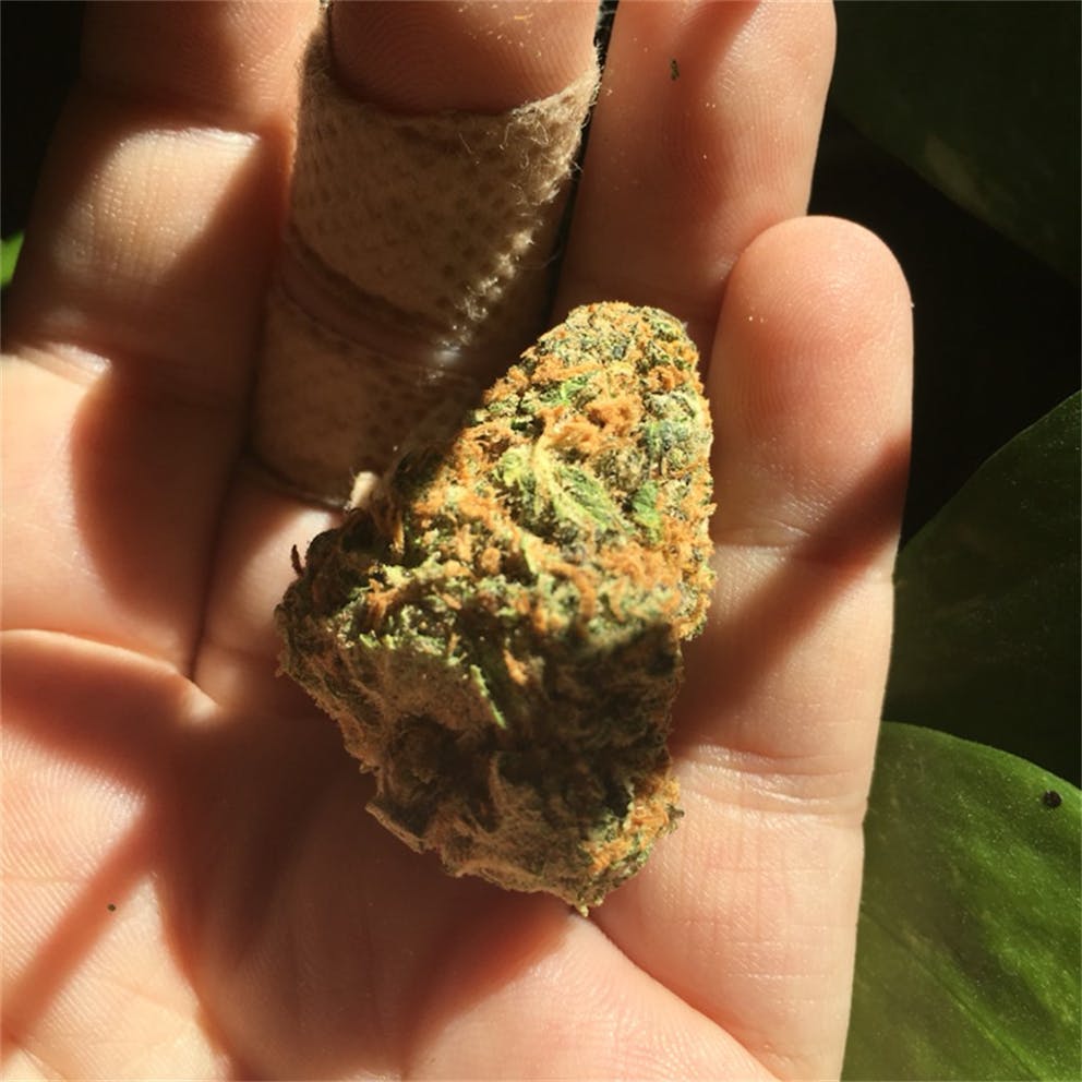 Photos of Cotton Candy Weed Strain Buds Leafly