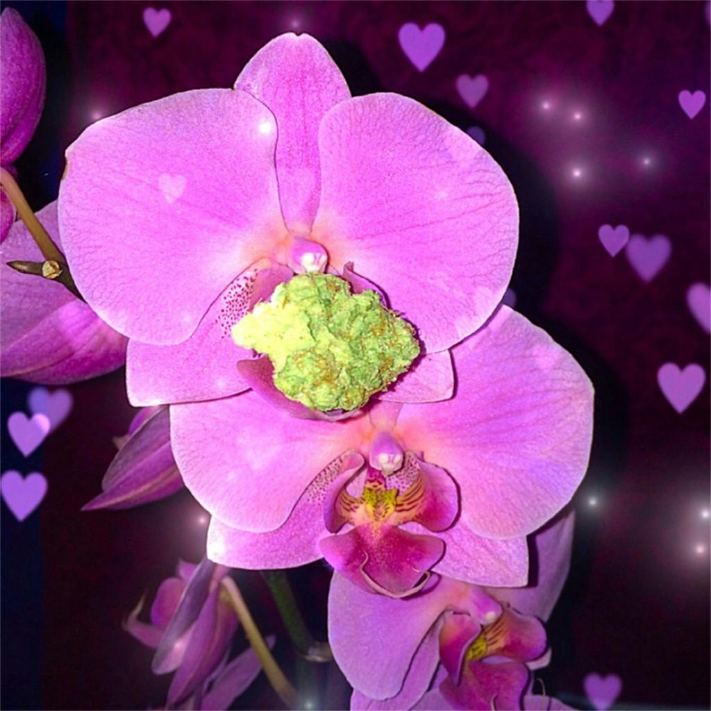 Cotton Purple Chem aka CPC, Purple Cotton Chem Weed Strain Information