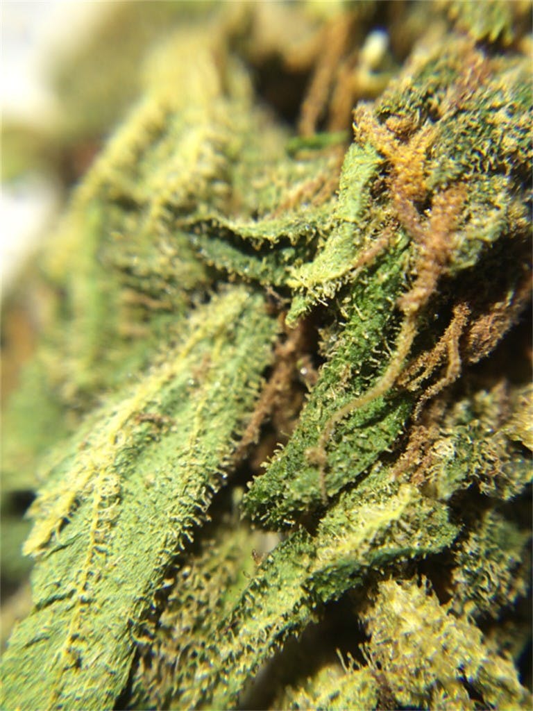 Cracker Jack Weed Strain Information Leafly