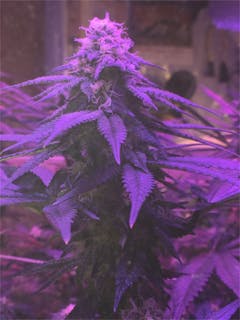 User uploaded image of Crazy Miss Hyde