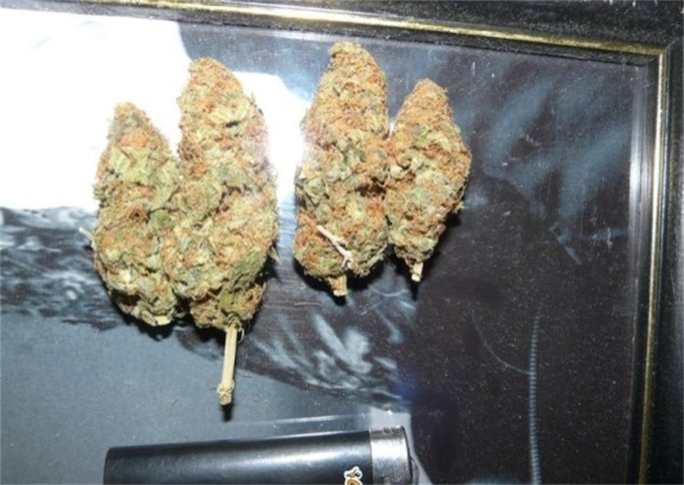 Photos of Cream Caramel Weed Strain Buds Leafly