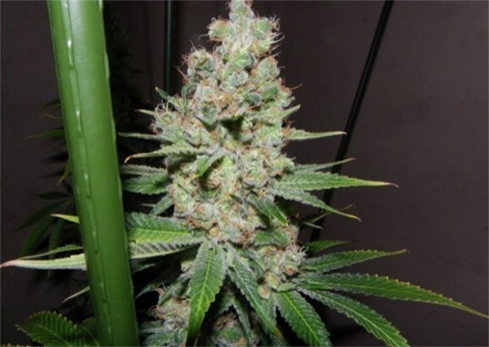 Photos of Cream Caramel Weed Strain Buds Leafly