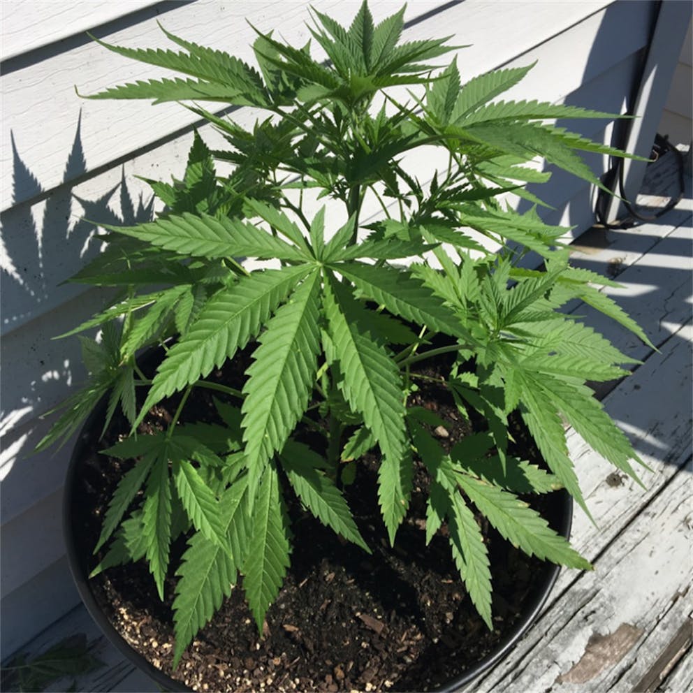 Photos of Cream Caramel Weed Strain Buds Leafly