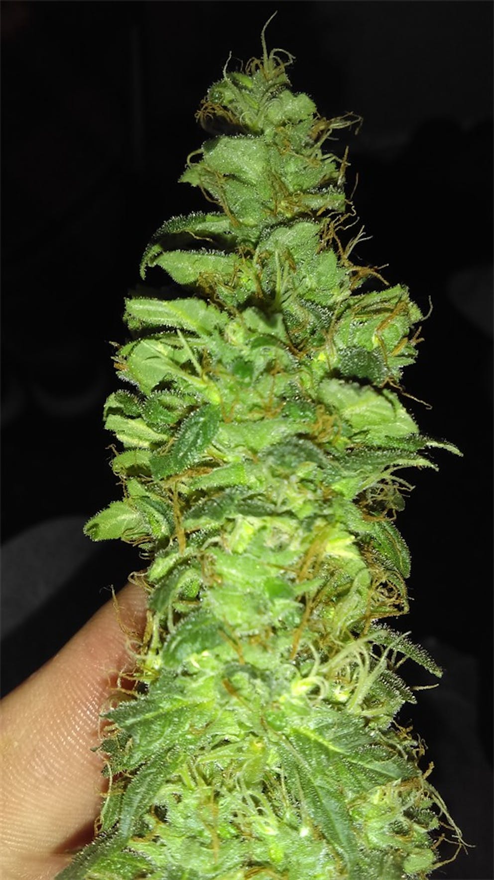 Photos of Cream Caramel Weed Strain Buds Leafly