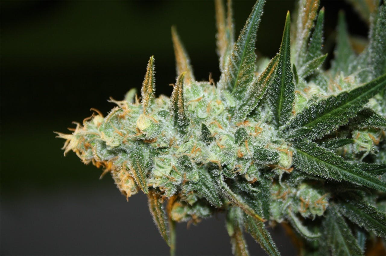 Photos of Cream Caramel Weed Strain Buds Leafly