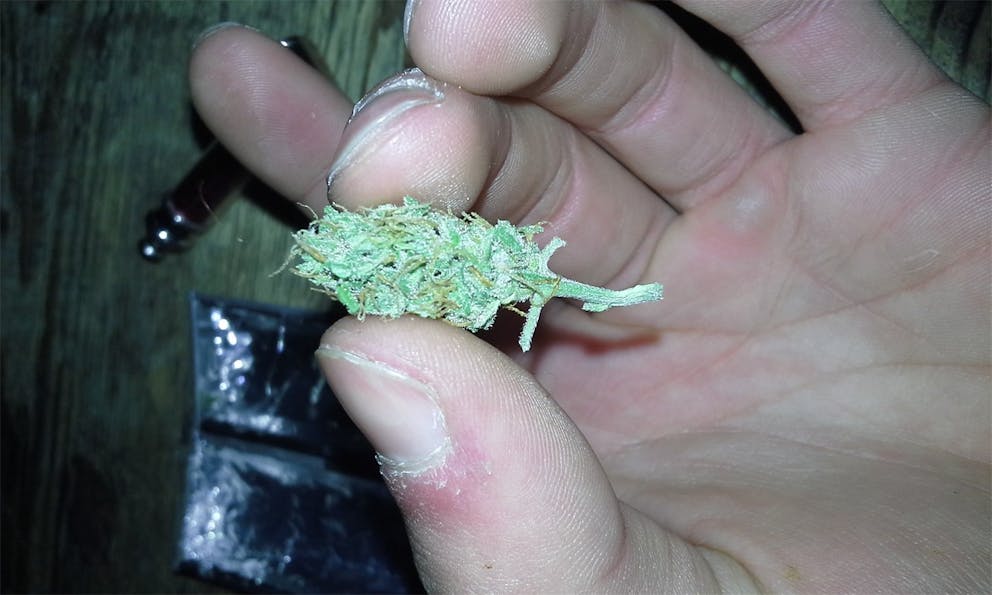 Photos of Cream Caramel Weed Strain Buds Leafly