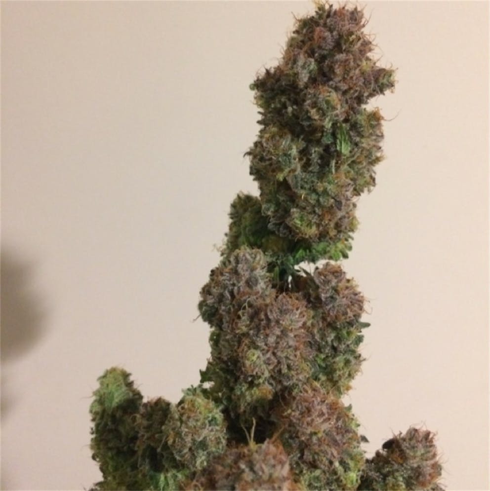 Photos of Cream Caramel Weed Strain Buds Leafly