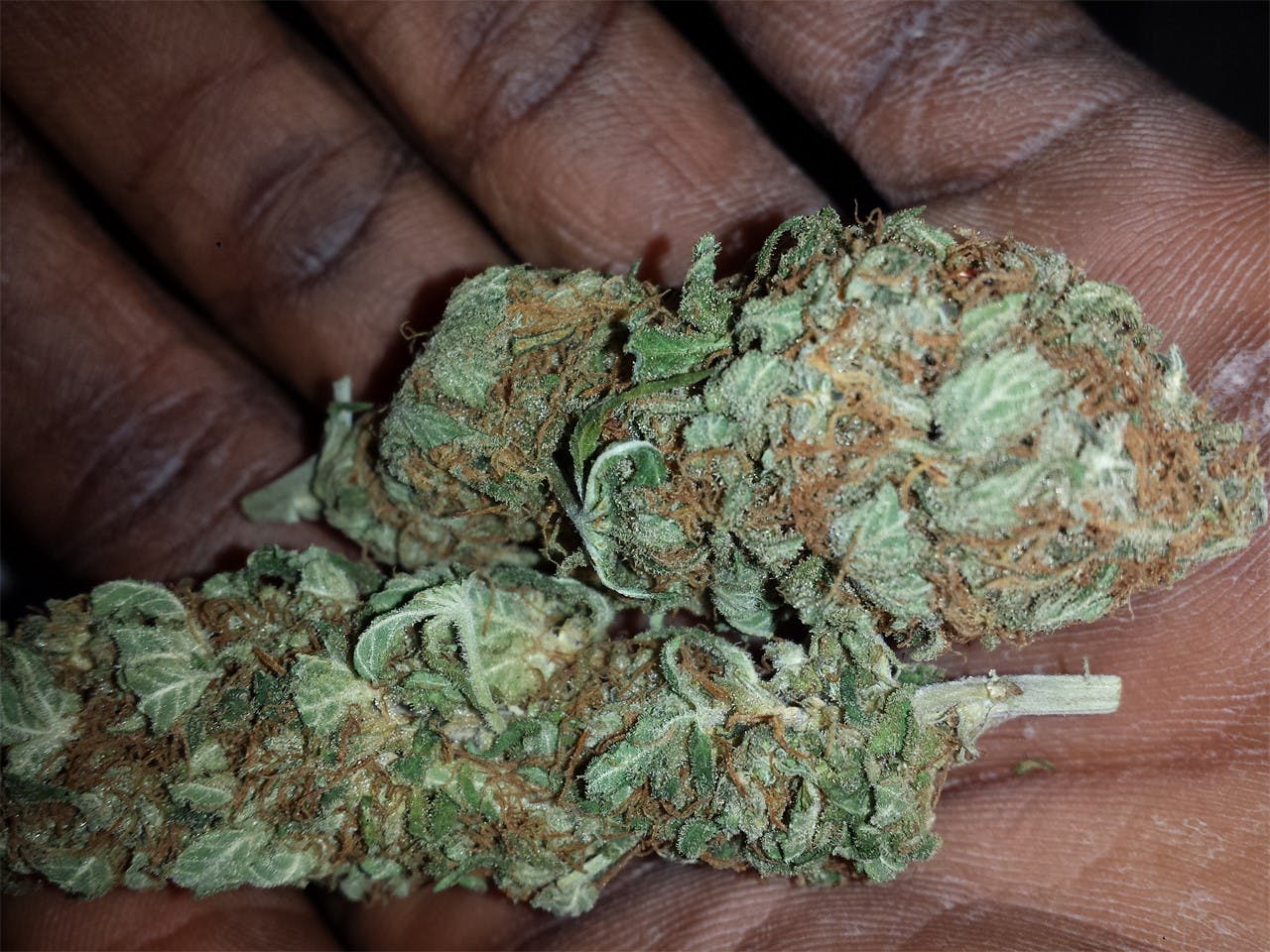 Photos of Cream Caramel Weed Strain Buds Leafly