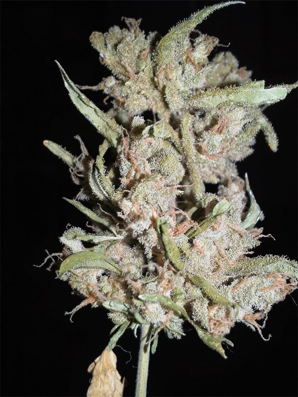 Photos of Cream Caramel Weed Strain Buds Leafly