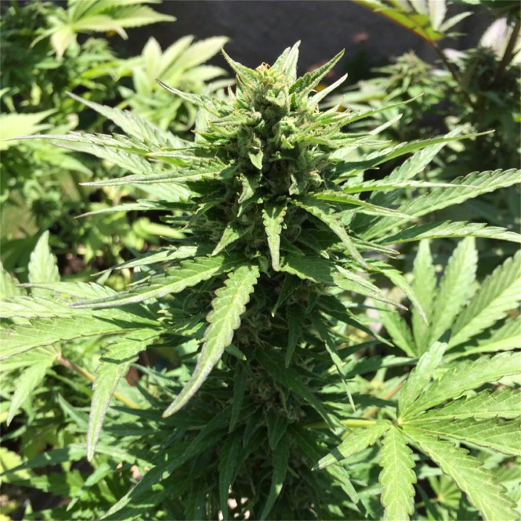 Cream Caramel aka Royal Caramel Weed Strain Information Leafly