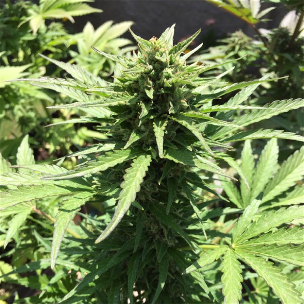 Photos of Cream Caramel Weed Strain Buds Leafly