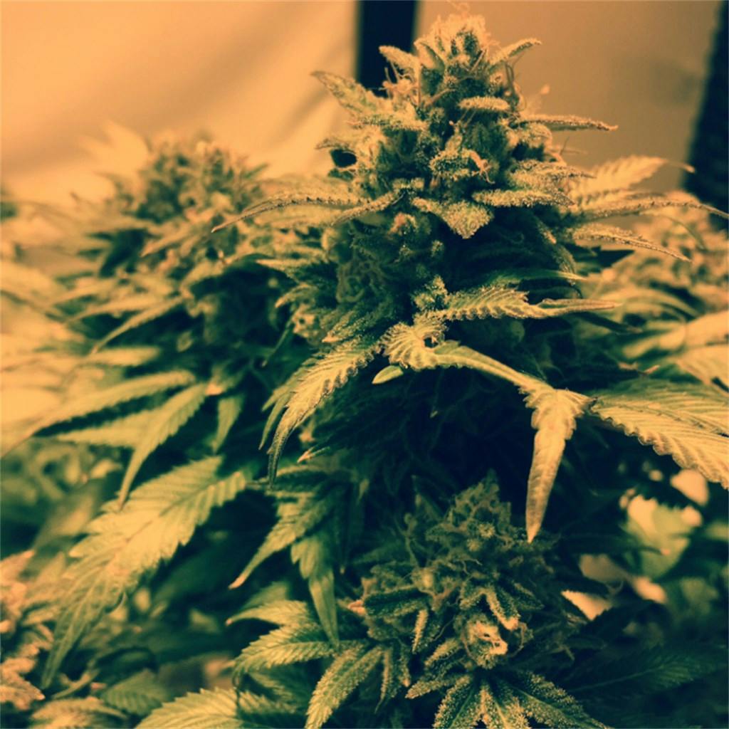 Cream Caramel aka Royal Caramel Weed Strain Information Leafly