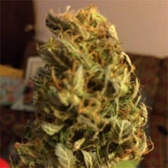 User uploaded image of Cream Caramel