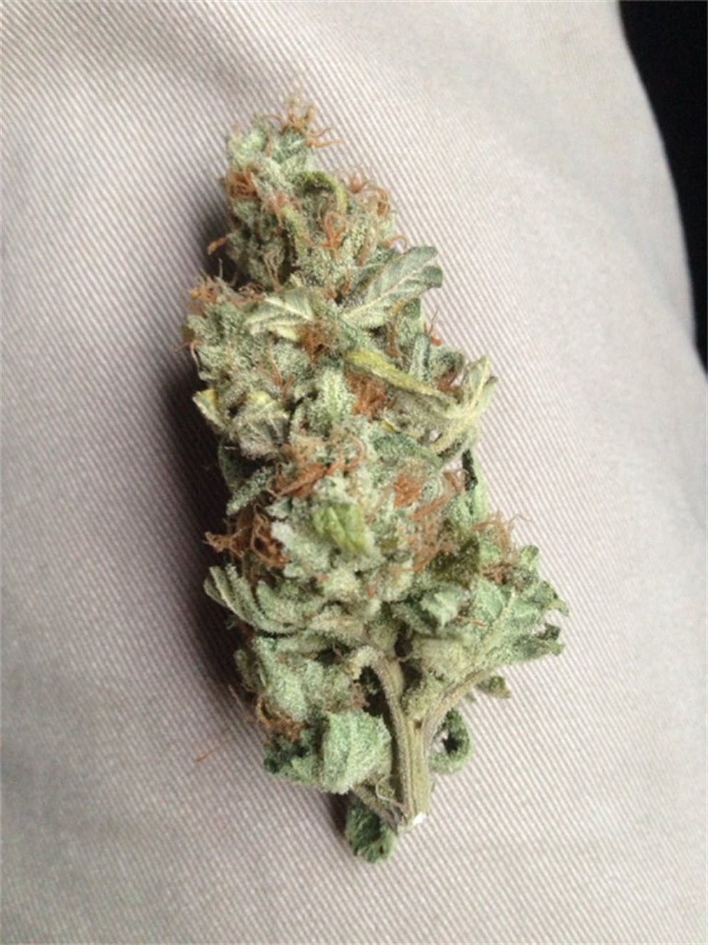 Photos of Cream Caramel Weed Strain Buds Leafly