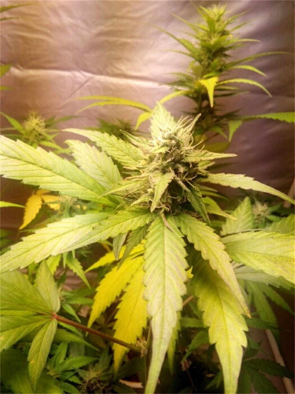 Photos of Cream Caramel Weed Strain Buds Leafly