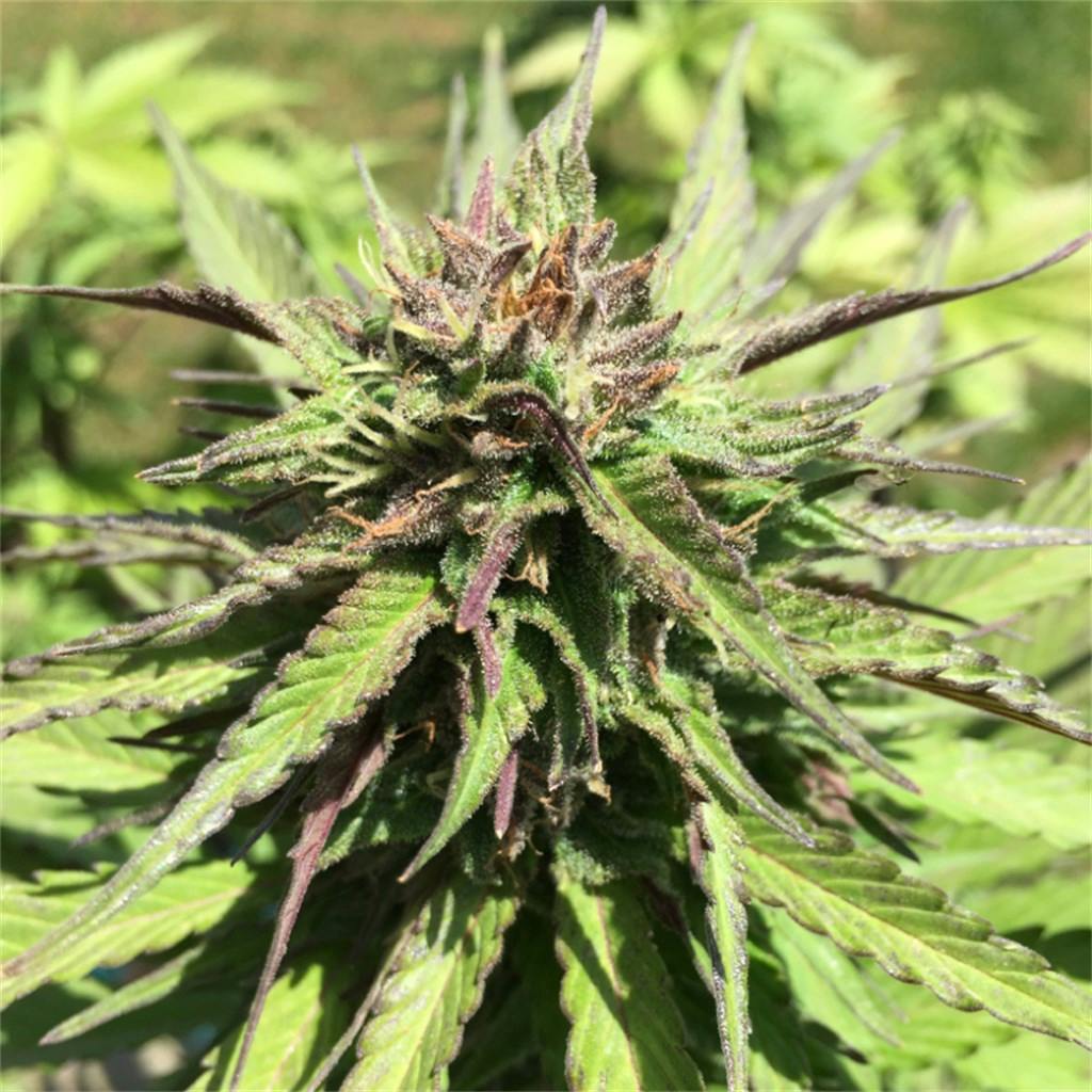 Cream Caramel aka Royal Caramel Weed Strain Information Leafly