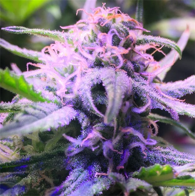 Photos of Cream Caramel Weed Strain Buds Leafly