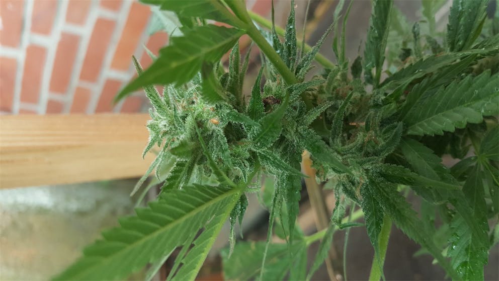 Photos of Cream Caramel Weed Strain Buds Leafly