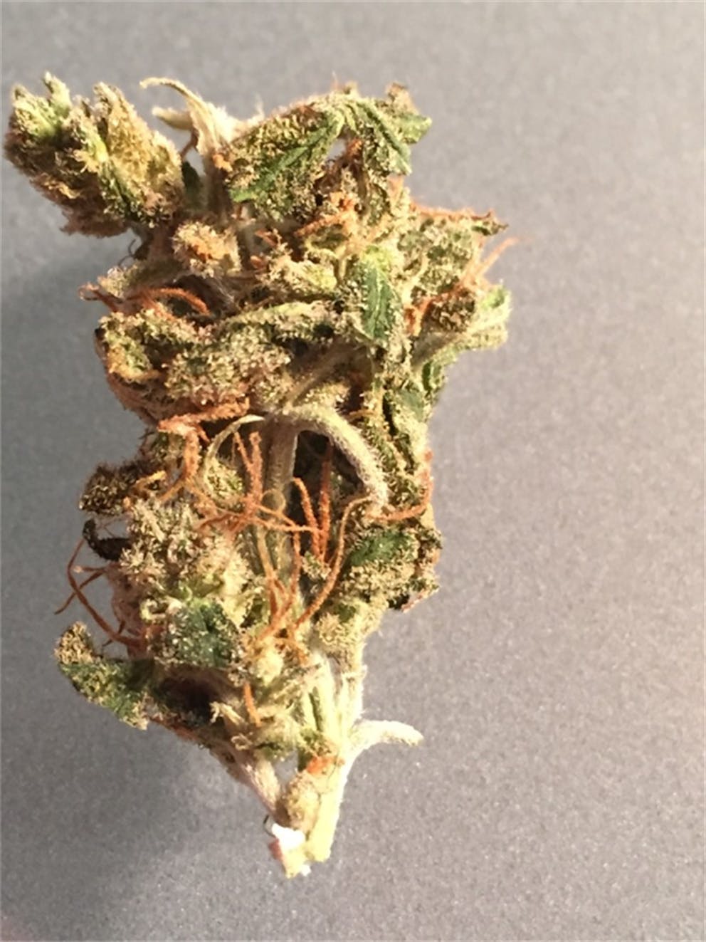 Photos of Cream Caramel Weed Strain Buds Leafly